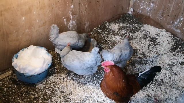 Яйца под наседкой #хозяйство смотреть онлайн