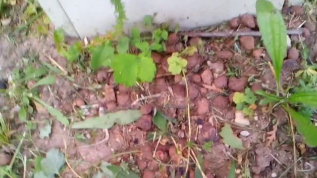 Как растёт электрический щиток смотреть онлайн