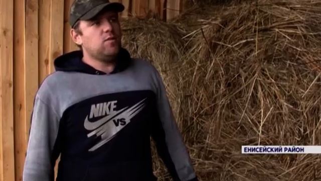 Фермеры Енисейского района вдвое перевыполнили план по заготовке сена смотреть онлайн