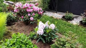 Шикарные Рододендроны Королева Ядвига. Устойчивые сорта для Подмосковья. Обзор сортов