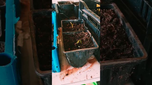 Как вырастить грецкий орех. смотреть онлайн