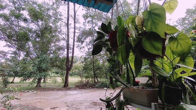 MY MORNING ROUTINE|PROPAGASI PHILO|PERBEDAAN MANJULA&MARBLE QUEEN смотреть онлайн