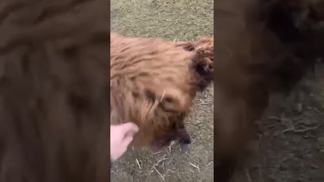 МРС курдючные бараны. смотреть онлайн