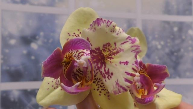 Орхидейное чудо-юдо. Phalaenopsis I-Hsin Spot Leopard (peloric) смотреть онлайн
