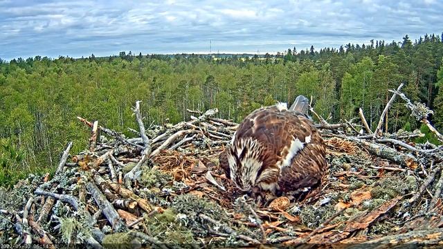 (30.05.2022) Скопа Марко и Миина. Второй птенец - Osprey Marko and Miina.The second chick смотреть онлайн