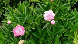 И в счастье и в беде 1 - 4 серии (сериал 2021)