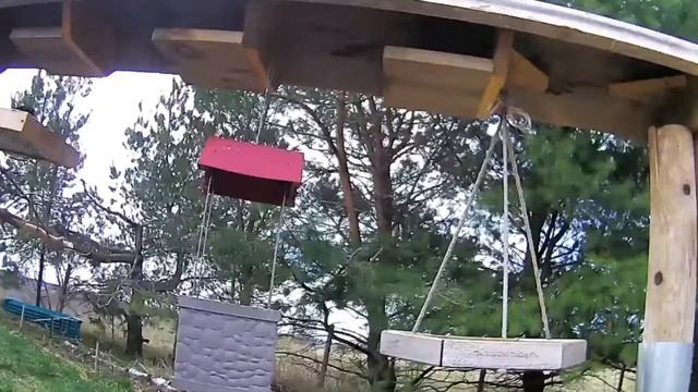 2021 Apr 09 Livestream bird feeding station. Ripley, Ontario Canada by AtHomeFriendlyTecGuy смотреть онлайн
