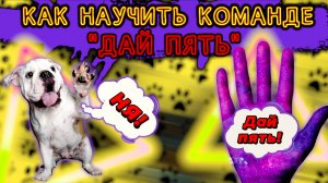 Команда «Дай пять»
