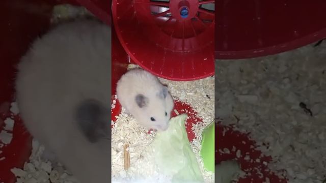 Хомячок Персик ? хом'ячок Персик смотреть онлайн