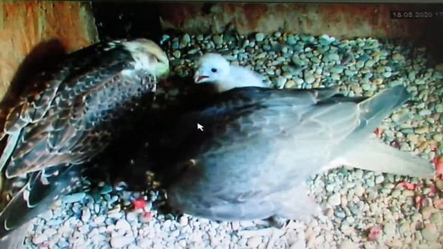 Falco cherrug breeding смотреть онлайн