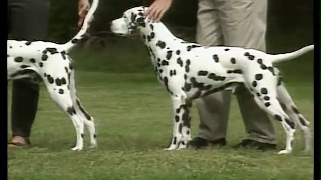Dalmatian - AKC Dog Breed Series смотреть онлайн