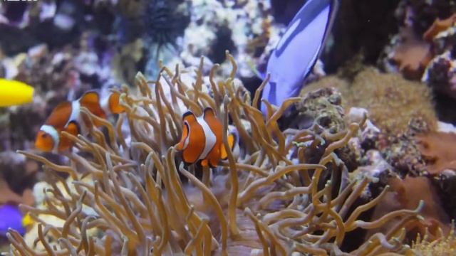 The Colors of the Ocean 4K ULTRA HD - The Best 4K Sea Animals for Relaxation & Calming Music смотреть онлайн