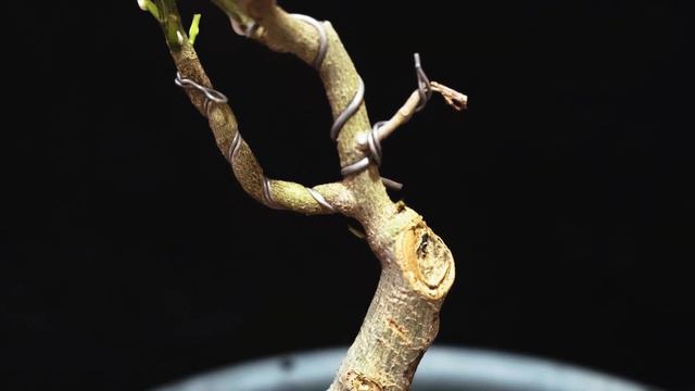 How I Create Best Tapering On Ficus Rumphii Bonsai | Hindi | Urdu | Ficus Bonsai смотреть онлайн