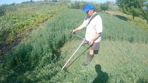 Как косить люцерну бензокосой? Как сделать валок бензокосой