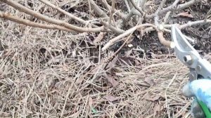 Обрезка 3 летней гортензии Скайфолл | Обрезка гортензии Скайфолл 3 ярусами