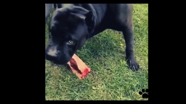 Cane Corso Vs Caucasian Shepherd