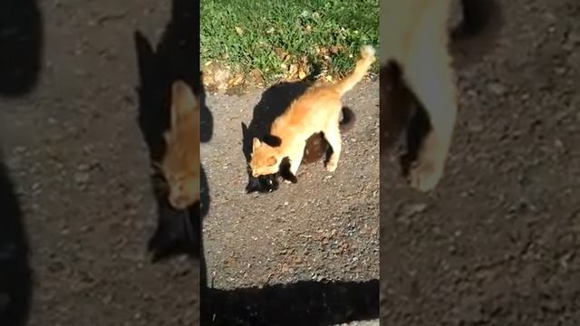 Кот напал на кошку 2 смотреть онлайн