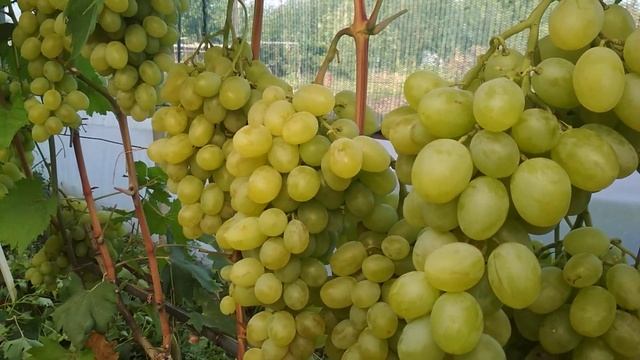 Перцовый красный, Ранний палыча и другие формы винограда. смотреть онлайн