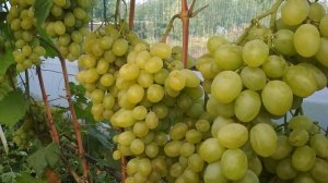 Перцовый красный, Ранний палыча и другие формы винограда.