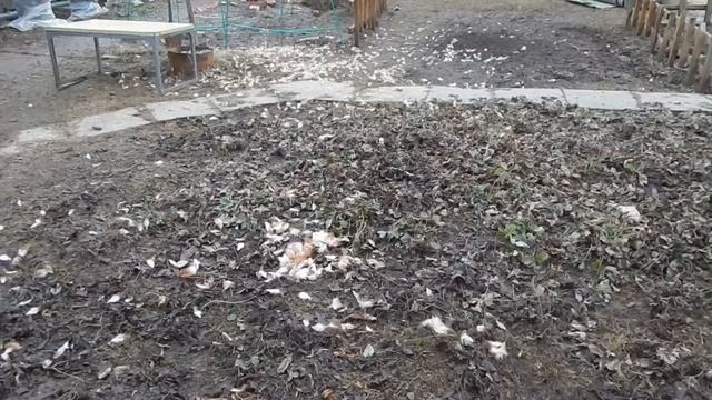 Завел кур, но... хищники тут как тут. Из города на дачу. Accipiter gentilis. смотреть онлайн