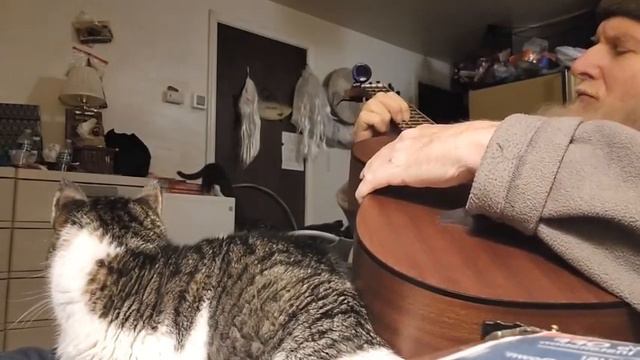 Cat Lullaby🐈🎸🐈⬛Acoustic Bass смотреть онлайн