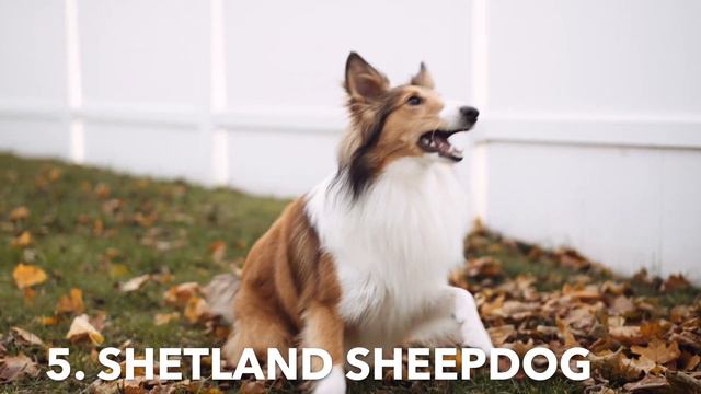 Top 10 SMARTEST Dog Breeds смотреть онлайн