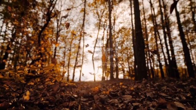 Елена Оболикшта "Сминая сад опущенных ресниц..." смотреть онлайн