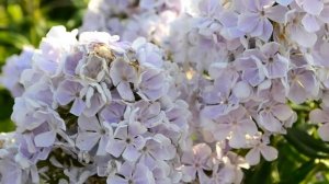 Флокс Новинка - видео к описанию сорта