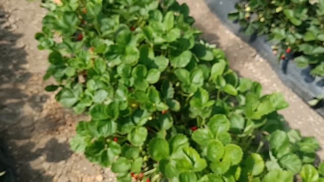 Моё мнение о сорте клубники Азия.Наглядный пример. смотреть онлайн