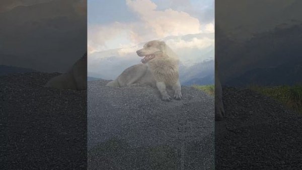 Тусхорой2.mp4