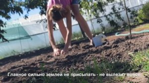 Как сажать кинзу семенами в открытый грунт? Выращиваем кинзу (кориандр)