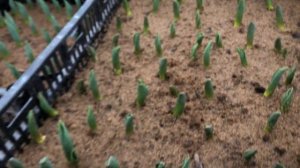 Топпинг!!! Что делать? 23.01.2022. Ошибки. Перепад температуры. Выгонка тюльпанов.