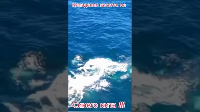 касатки напали на синего кита!!! смотреть онлайн