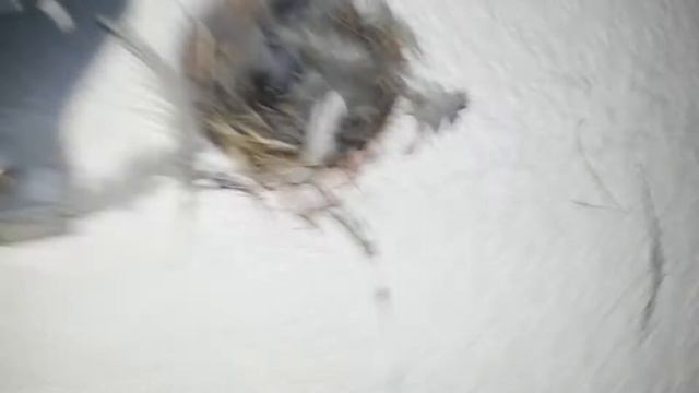 Птенцы воробья смотреть онлайн