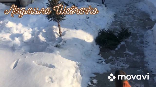 Метельчатые гортензии вытащила из под снега. Проверила не сожрали ли 🐭🐭🐭🐭🐭мыши смотреть онлайн
