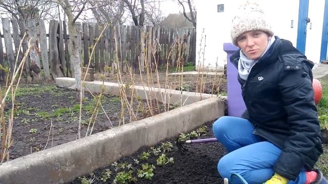 Клумба з первоцвітів: анемони, проліски, пушкинія, підсніжники смотреть онлайн