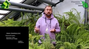 НИ ТРИПСА, НИ БЕЛОКРЫЛКИ, НИ ТЛЕЙ. Копеечная обработка рассады. Сравниваем 2 средства. Шампунь и...