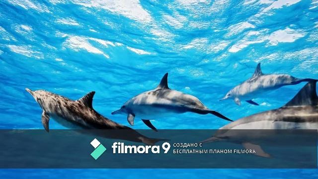 Белый шум. Звуки стаи дельфинов смотреть онлайн