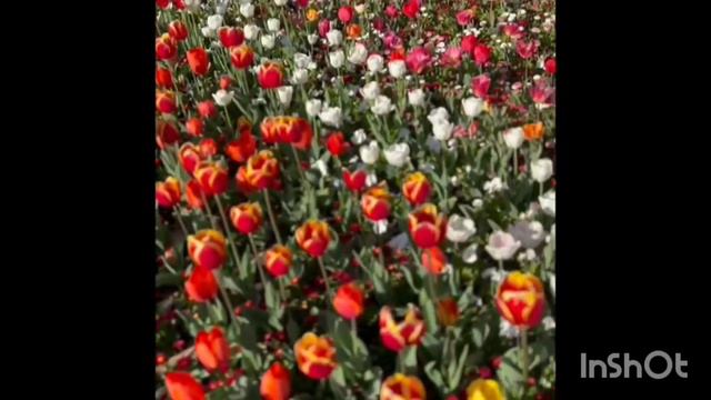 Tulip Charming Beauty 😍😍