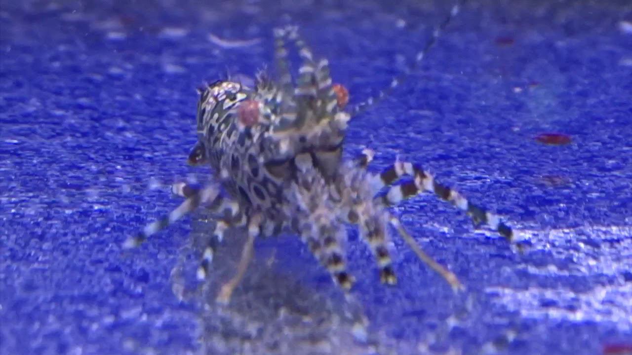 Как выглядит креветка-обезьяна? смотреть онлайн