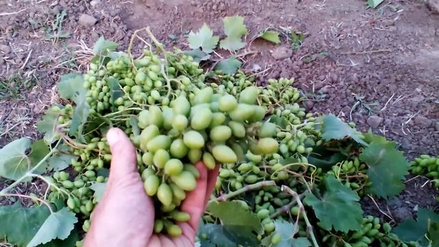 ЧЕРНЫЙ ЛЕБЕДЬ -особенности сорта!!! смотреть онлайн