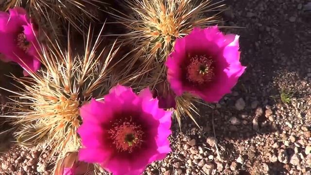 The Plant Traveller: Echinocereus Engelmannii