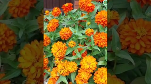 УНИКАЛЬНЫЙ СОРТ циннии - Захара Дабл Оранж!