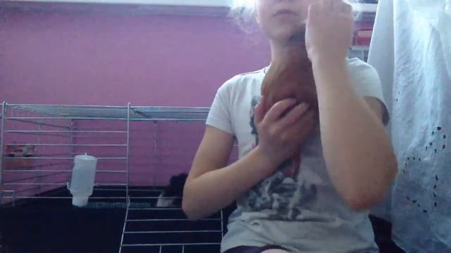 Как держать морскую свинку смотреть онлайн