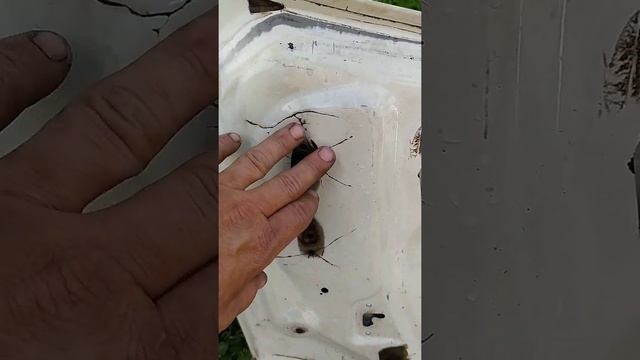 Ремонт капота (сварка) смотреть онлайн