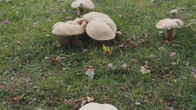Boletus Reticulatus. Summer Cep. Finluden Stensopp. Белый гриб сетчатый.