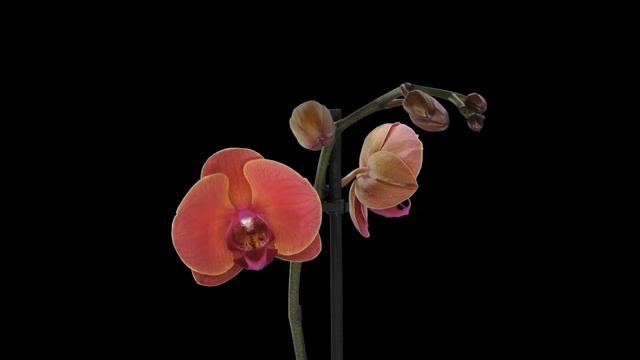 Timelapse - Orange And Pink Phalaenopsis Orchid смотреть онлайн