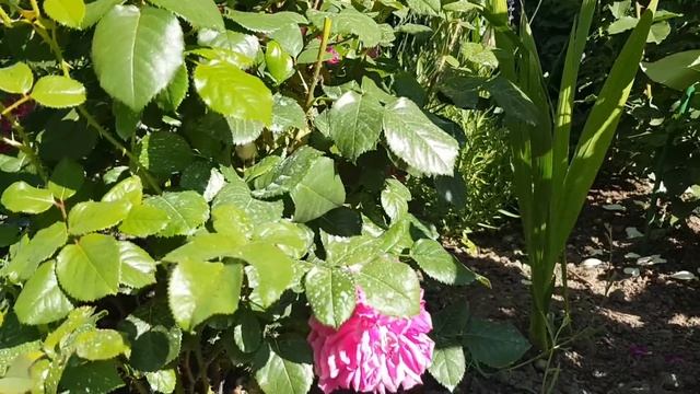 Розы Фальстафф и Мэри Роуз. Плюсы и минусы их выращивания смотреть онлайн