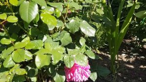 Розы  Фальстафф и Мэри Роуз. Плюсы и минусы их выращивания