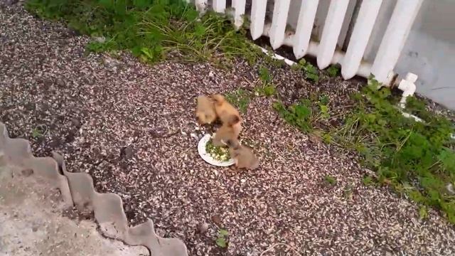 Чем кормить Утят в первые Сутки Жизни _ Содержание уток. Индоутки смотреть онлайн